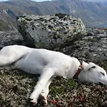 Husky Fjellgard Agroturismo Haukeli