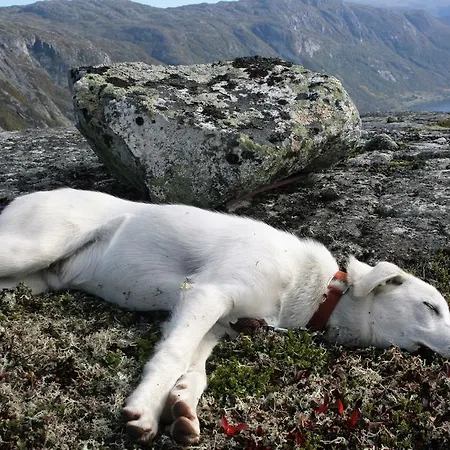 Husky Fjellgard Farm stay Haukeli