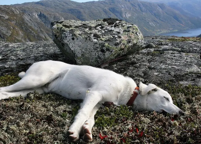 Husky Fjellgard 农家乐 Haukeli