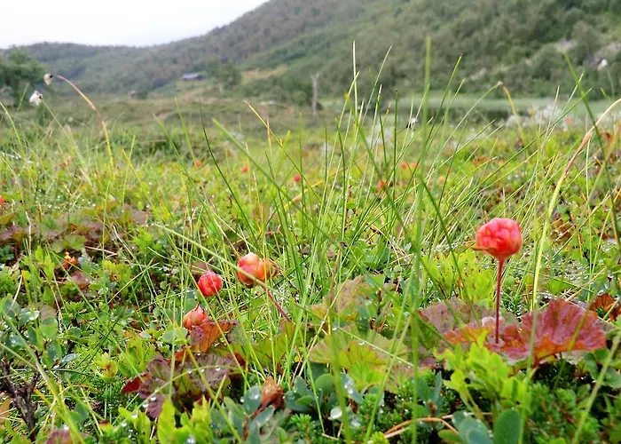 农家乐 Husky Fjellgard