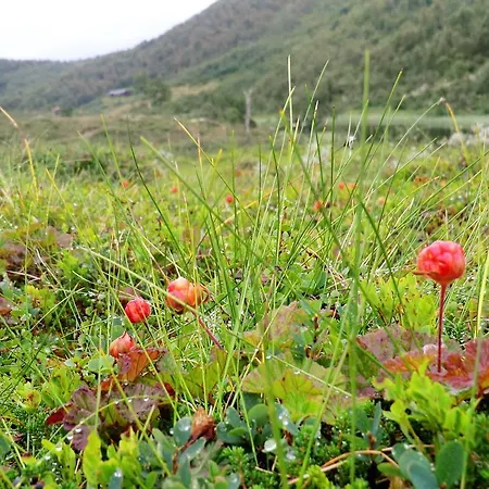 مزرعة للإقامة Husky Fjellgard